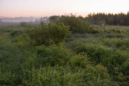 Dawn in a field by a secluded lake with dew on the grassの写真素材