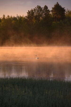 A white swan on a secluded lake in the rays of the rising sun and a haze of fog.の写真素材
