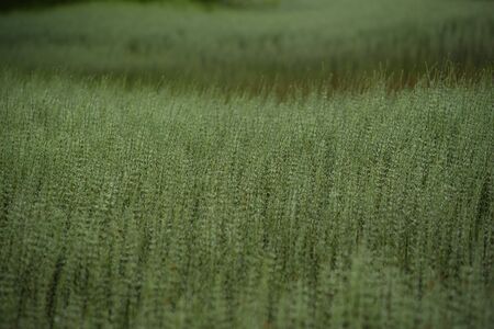 Bank of the river  overgrown with grass and horsetail early summer morningの写真素材