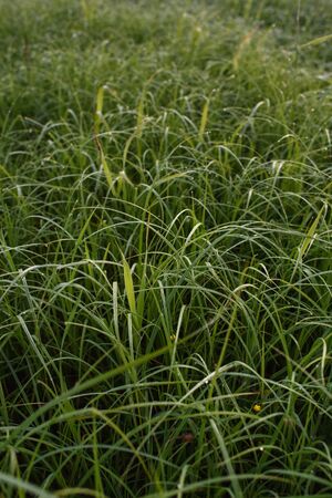 Dawn in a field by a secluded lake with dew on the grassの写真素材