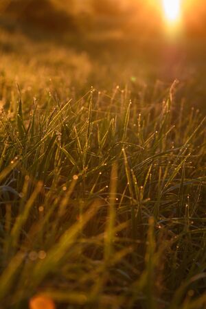 Early morning. The rising of the sun. Warm light shimmers in the dewdrops of the field grass entangled in a thin network of cobwebs.の写真素材