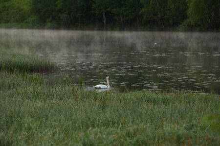 A white swan on a secluded lake in the rays of the rising sun and a haze of fog.の写真素材