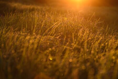 Early morning. The rising of the sun. Warm light shimmers in the dewdrops of the field grass entangled in a thin network of cobwebs.の写真素材