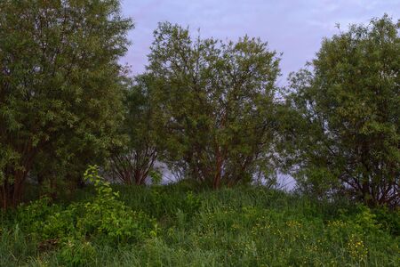 Dawn in a field by a secluded lake with dew on the grassの写真素材