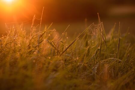 Early morning. The rising of the sun. Warm light shimmers in the dewdrops of the field grass entangled in a thin network of cobwebs.の写真素材