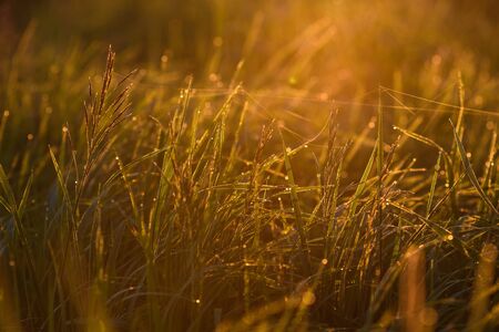 Early morning. The rising of the sun. Warm light shimmers in the dewdrops of the field grass entangled in a thin network of cobwebs.の写真素材
