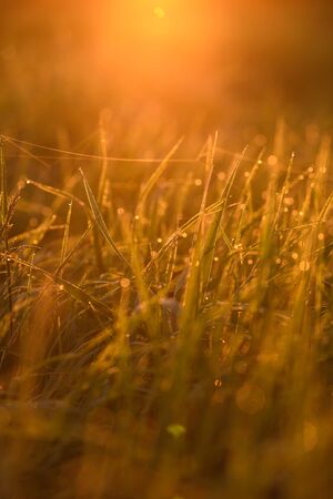 Early morning. The rising of the sun. Warm light shimmers in the dewdrops of the field grass entangled in a thin network of cobwebs.の写真素材