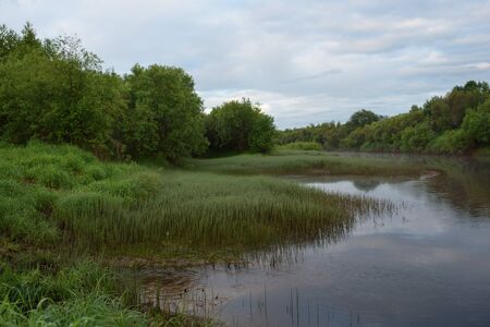 Bank of the river  overgrown with grass and horsetail early summer morningの写真素材