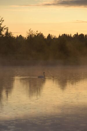 A white swan on a secluded lake in the rays of the rising sun and a haze of fog.の写真素材
