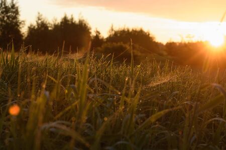 Early morning. The rising of the sun. Warm light shimmers in the dewdrops of the field grass entangled in a thin network of cobwebs.の写真素材