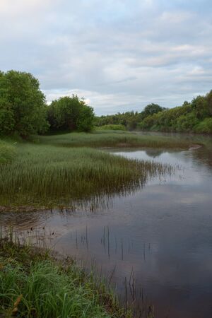 Bank of the river  overgrown with grass and horsetail early summer morningの写真素材