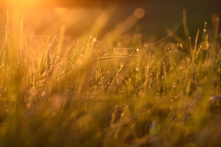 Early morning. The rising of the sun. Warm light shimmers in the dewdrops of the field grass entangled in a thin network of cobwebs.の写真素材