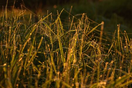 Early morning. The rising of the sun. Warm light shimmers in the dewdrops of the field grass entangled in a thin network of cobwebs.の写真素材