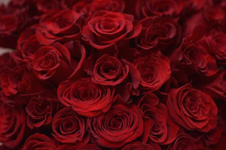 Sensual floral arrangement. The buds of dark red roses close up.の写真素材