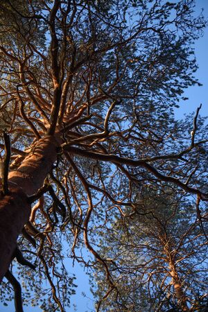 An old pine tree in the light of the sun on a frosty day in the forest.