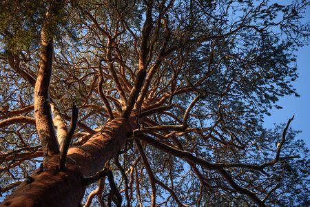 An old pine tree in the light of the sun on a frosty day in the forest.
