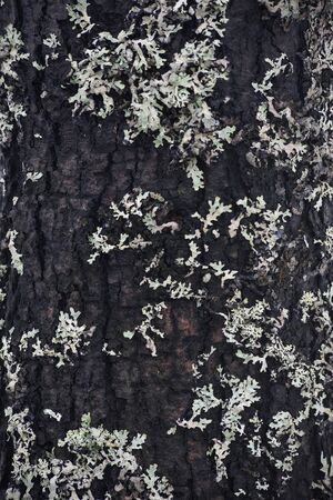 Willow trunk close-up, overgrown with moss and lichen.の写真素材