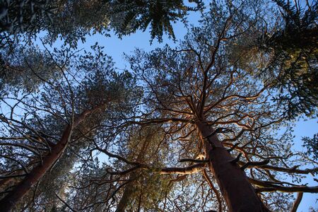 View of the sky through the branches of the northern forest on a frosty sunny day.