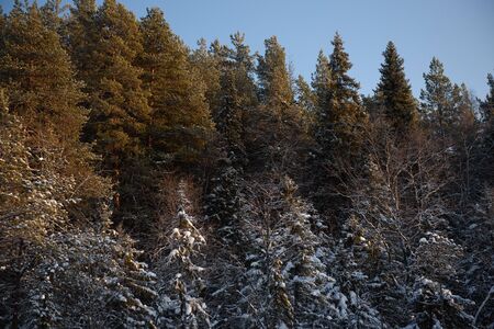 Frosty sunny day in the snow-covered northern forest.の写真素材