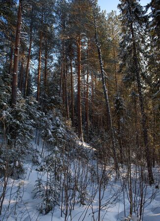 Frosty sunny day in the snow-covered northern forest.の写真素材
