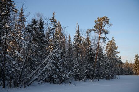 Frosty sunny day in the snow-covered northern forest.の写真素材