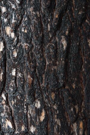 Close-up background. Pine bark of a tree after a fire in the forest.の写真素材