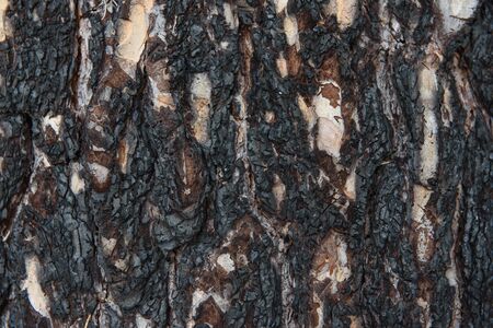 Close-up background. Pine bark of a tree after a fire in the forest.の写真素材