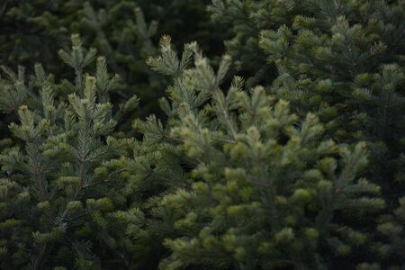 Background. Spruce and fir branches close-up.の写真素材