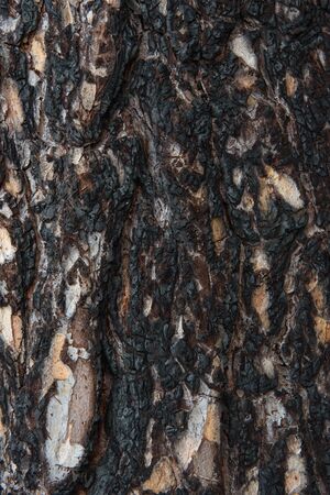 Close-up background. Pine bark of a tree after a fire in the forest.の写真素材