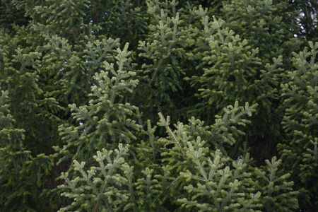 Background. Spruce and fir branches close-up.の写真素材