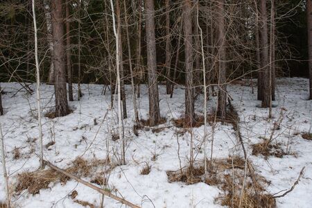 Landscape. The dense forest in early spring with the thaw.の写真素材