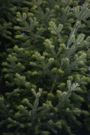 Background. Spruce and fir branches close-up.の写真素材