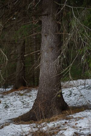 Landscape. The dense forest in early spring with the thaw.の写真素材