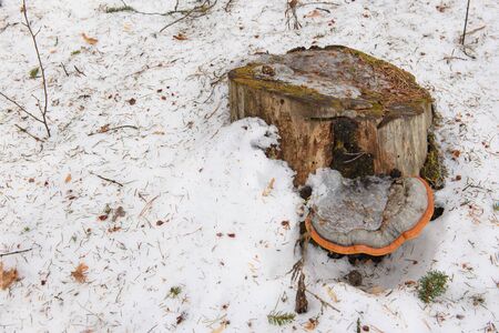 Close up. Chaga growing on a stump in the forest early spring.の写真素材