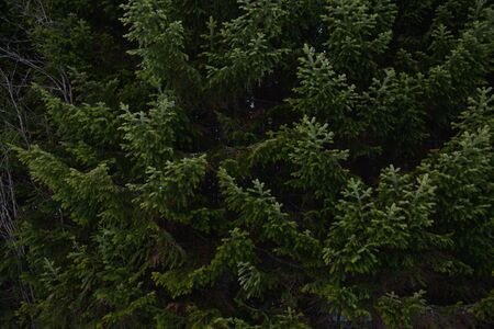 Background. Spruce and fir branches close-up.の写真素材