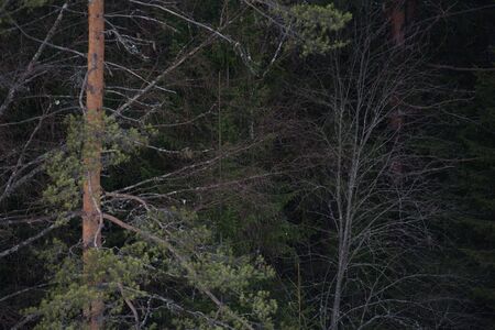 Landscape. The dense forest in early spring with the thaw.の写真素材