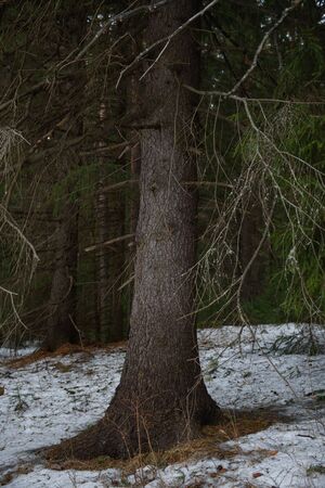 Landscape. The dense forest in early spring with the thaw.の写真素材