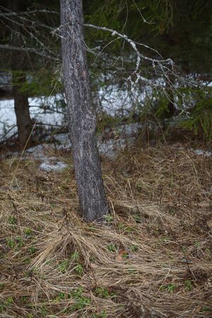 Landscape. The dense forest in early spring with the thaw.の写真素材