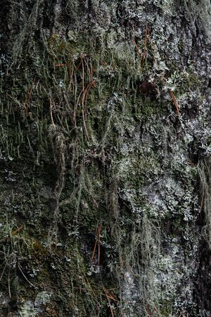 Macrophotography. The bark of tree overgrown with moss and lichen.