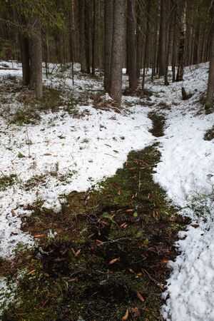Taiga forest on a  spring day.の写真素材