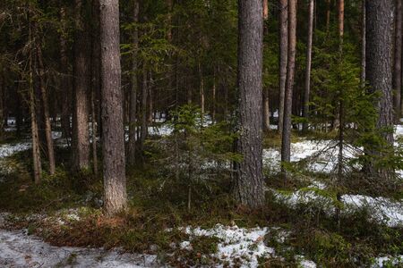 Taiga forest on a sunny spring day. Trees, tree branches snatched from the shadows by the sun's rays.の写真素材