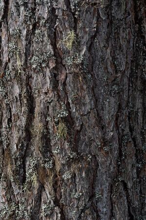 Macrophotography. The bark of tree overgrown with moss and lichen.の写真素材