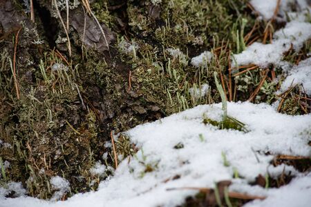 Macrophotography. The bark of tree overgrown with moss and lichen.の写真素材