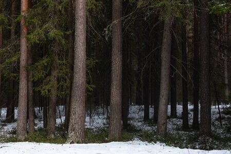 Taiga forest on a sunny spring day. Trees, tree branches snatched from the shadows by the sun's...