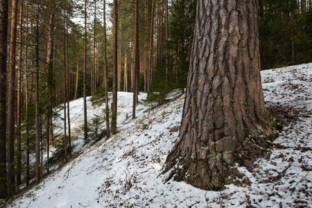 Taiga forest on a  spring day.の写真素材