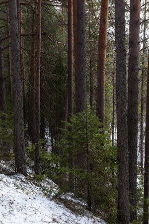 Taiga forest on a  spring day.の写真素材