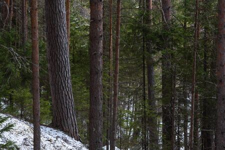 Taiga forest on a  spring day.の写真素材