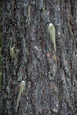Macrophotography. The bark of tree overgrown with moss and lichen.の写真素材