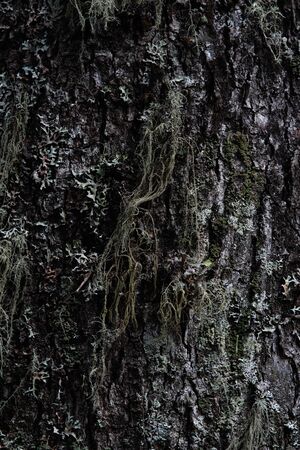 Macrophotography. The bark of tree overgrown with moss and lichen.