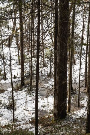 Taiga forest on a  spring day.の写真素材